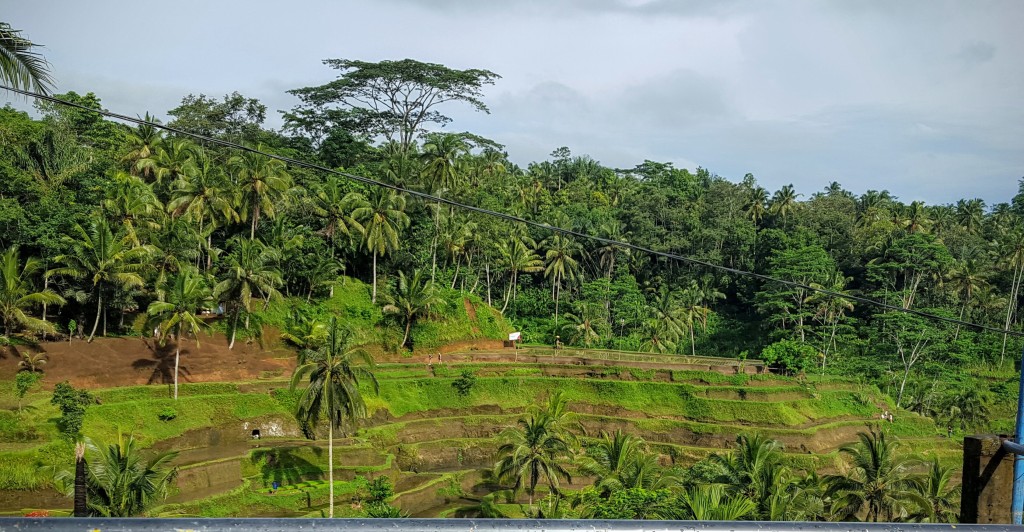 rice terrace